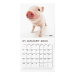 The Pig 2024 Calendar Large Size 290 × 290Mm For 2024 December Calendar Printable Piglet